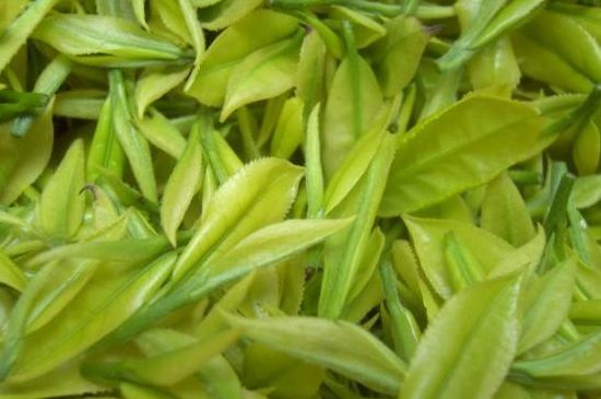 茶中奇葩黃金芽，安吉白茶中黃金芽的特點