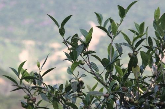 單叢茶十大香型以及常見品種大全，潮安鳳凰單樅十大名香歸類