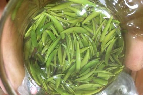 雀舌有一股青草味，雀舌為什么有青草味？