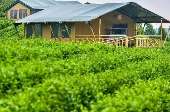 金壇雀舌算不算好茶，金壇雀舌屬于什么檔次茶葉？