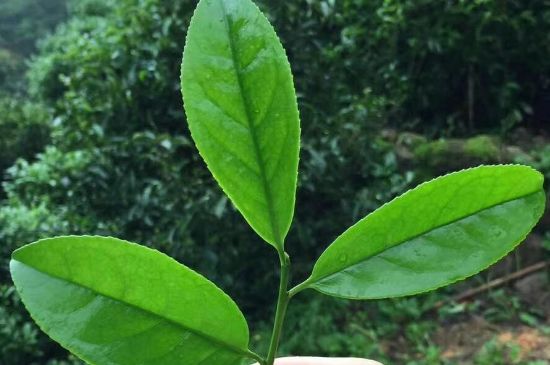 鋸朵仔跟鴨屎香哪個貴，鋸朵子和鴨屎香哪個好喝？