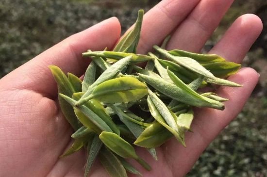 福建什么茶葉最出名，福建名茶有哪些？