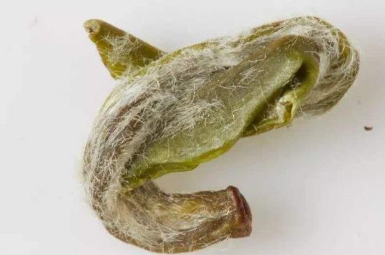 羊巖勾青是綠茶嗎，羊巖勾青茶屬于什么茶？